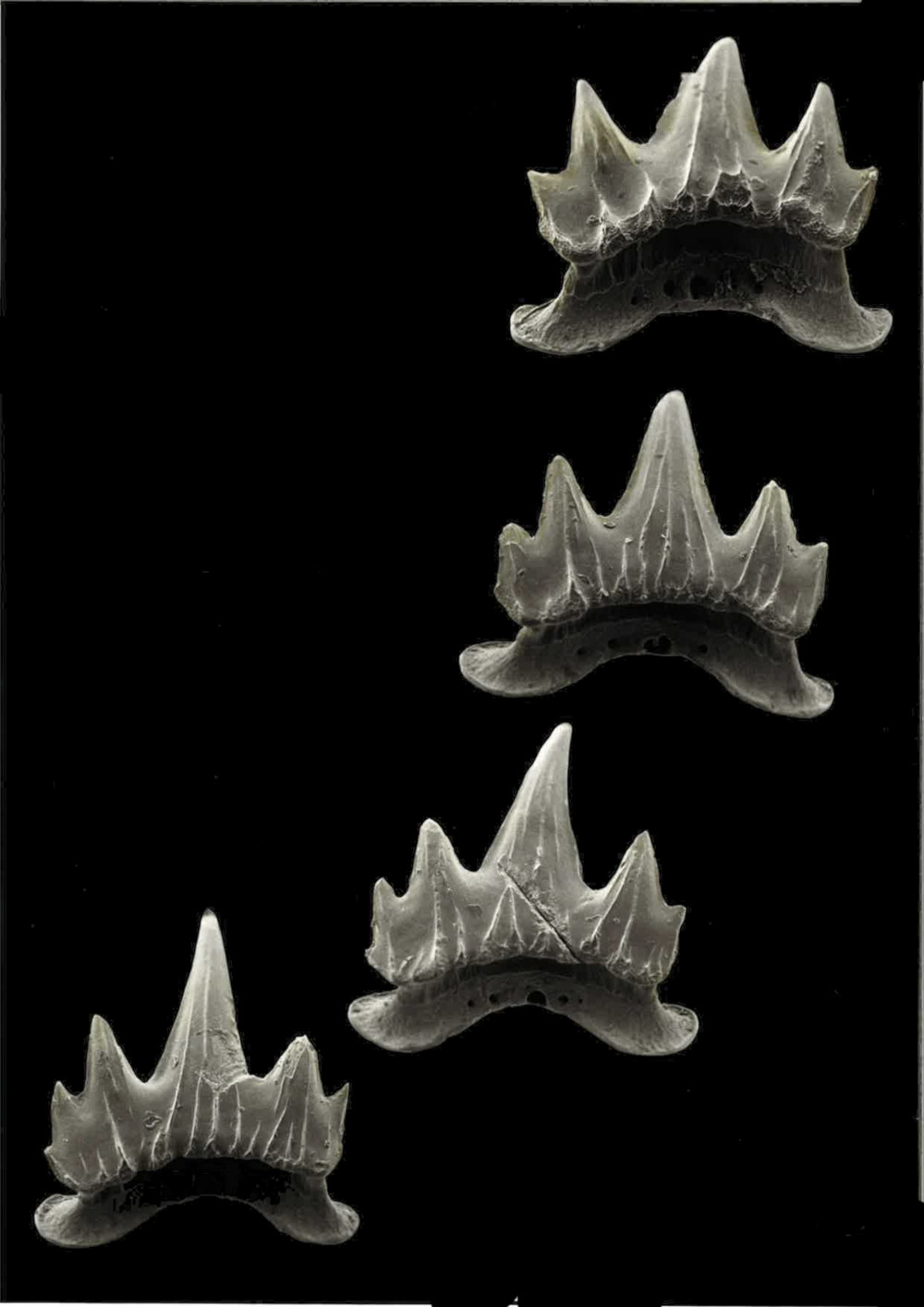 Scyliorhinus capensis